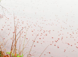 013 - sauerstoff und stickstoff gleich blasen